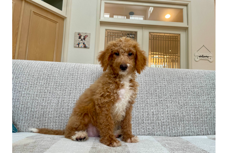 Cute Mini Bernesedoodle Poodle Mix Puppy