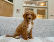 13 week old Mini Bernedoodle Puppy For Sale - Seaside Pups