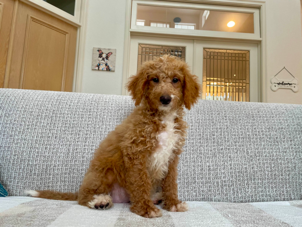 Cute Mini Bernesedoodle Poodle Mix Puppy