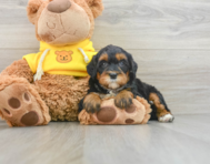 6 week old Mini Bernedoodle Puppy For Sale - Seaside Pups