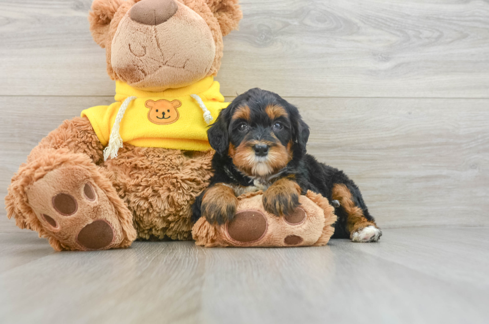 6 week old Mini Bernedoodle Puppy For Sale - Seaside Pups