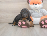 7 week old Mini Bernedoodle Puppy For Sale - Seaside Pups