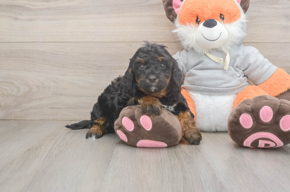 4 week old Mini Bernedoodle Puppy For Sale - Seaside Pups