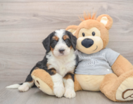 5 week old Mini Bernedoodle Puppy For Sale - Seaside Pups