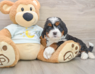 5 week old Mini Bernedoodle Puppy For Sale - Seaside Pups