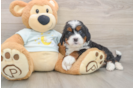 Playful Mini Bernesedoodle Poodle Mix Puppy