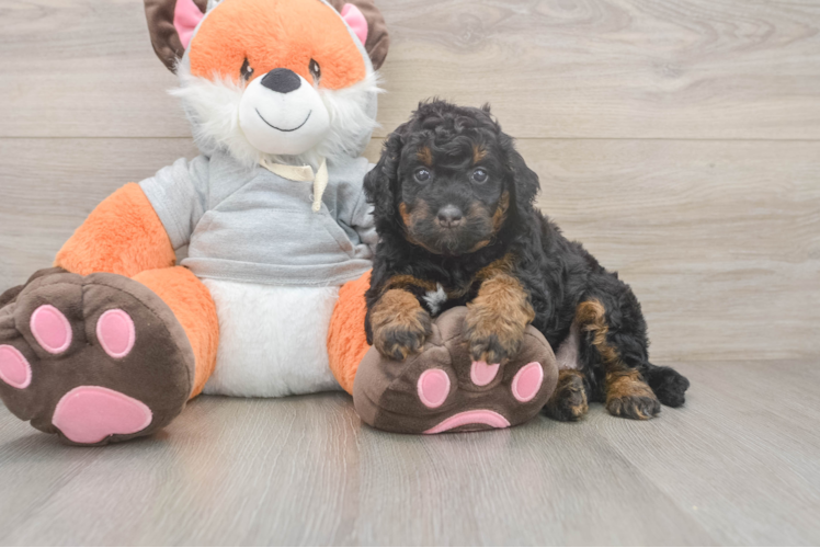 Mini Bernedoodle Puppy for Adoption