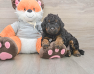 7 week old Mini Bernedoodle Puppy For Sale - Seaside Pups