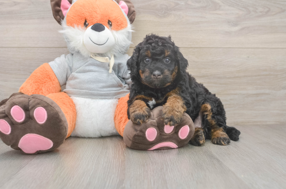 4 week old Mini Bernedoodle Puppy For Sale - Seaside Pups