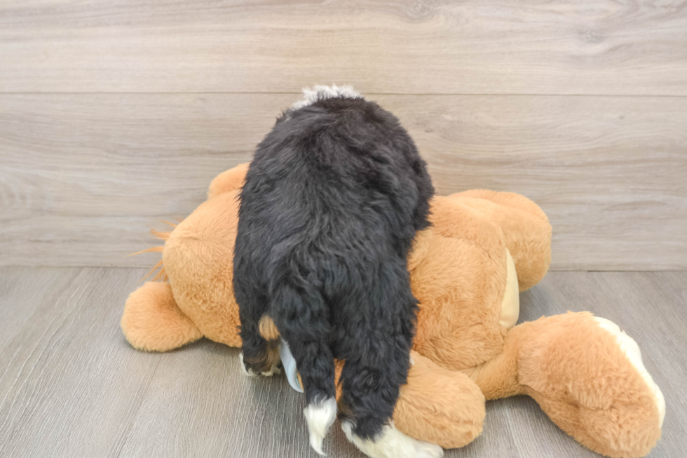 Best Mini Bernedoodle Baby