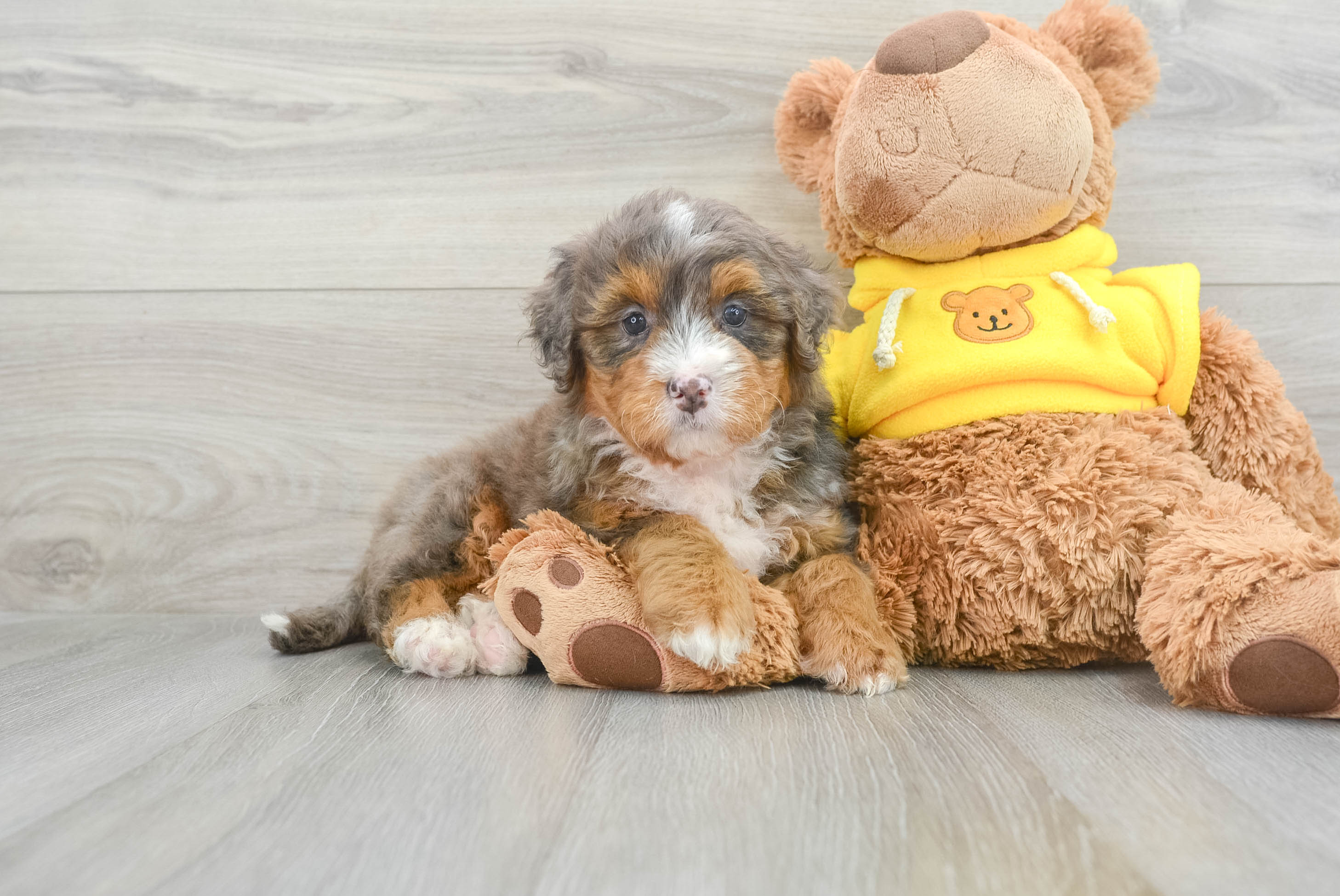 Best Mini Bernedoodle Baby
