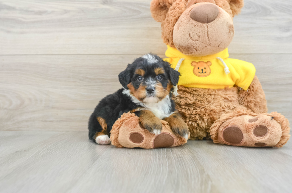 6 week old Mini Bernedoodle Puppy For Sale - Seaside Pups