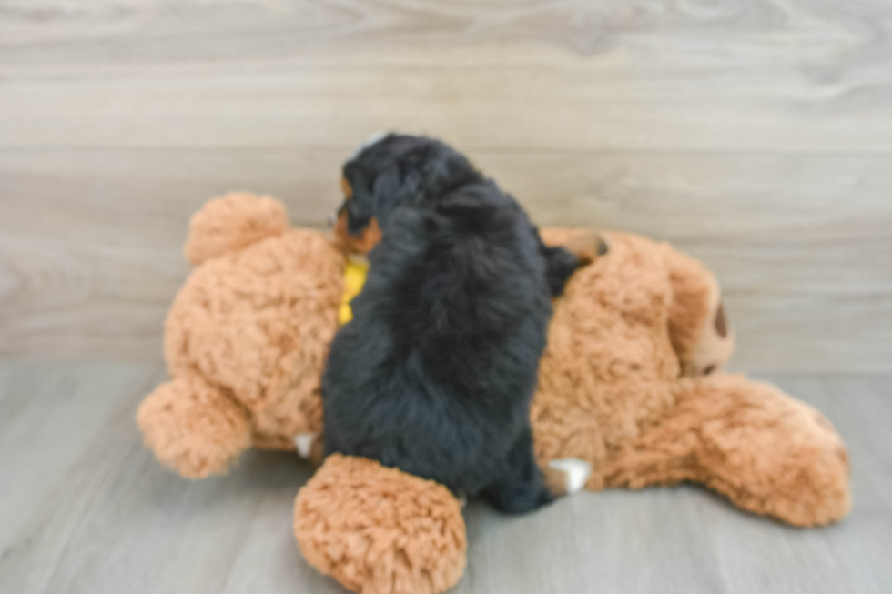 Little Mini Bernese Poodle Poodle Mix Puppy