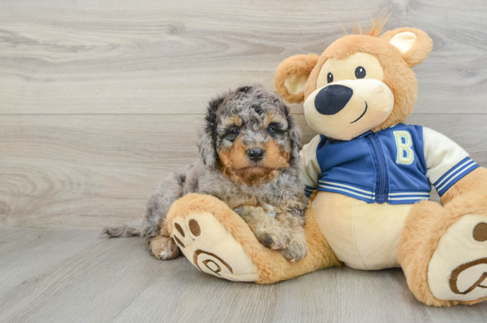 8 week old Mini Bernedoodle Puppy For Sale - Seaside Pups