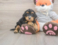 7 week old Mini Bernedoodle Puppy For Sale - Seaside Pups