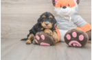 Mini Bernedoodle Pup Being Cute
