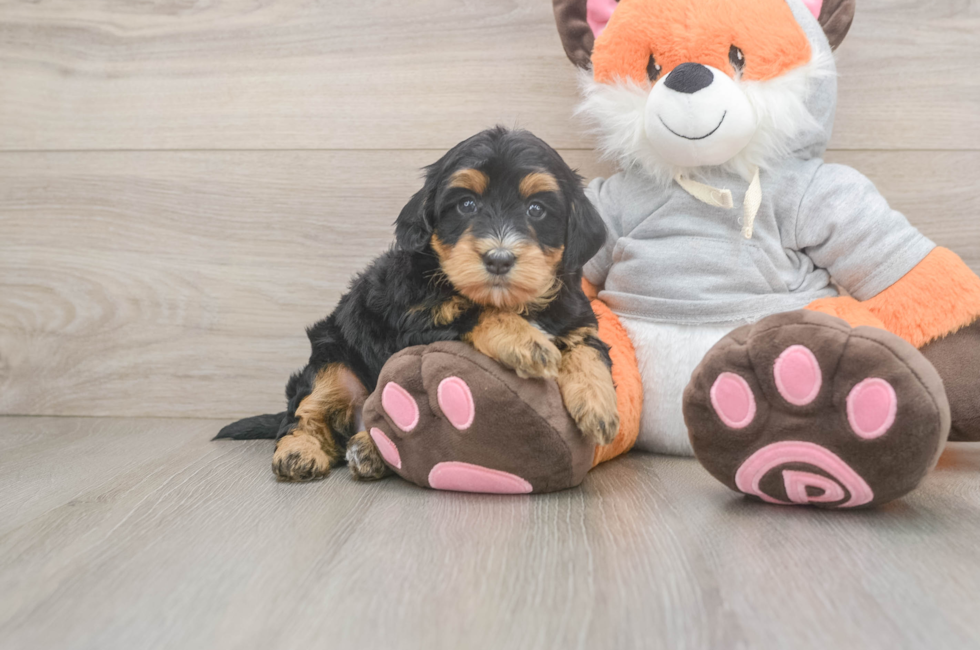 4 week old Mini Bernedoodle Puppy For Sale - Seaside Pups