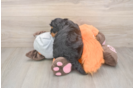 Hypoallergenic Mini Bernese Poodle Poodle Mix Puppy