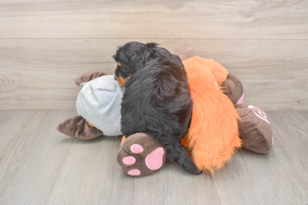 Hypoallergenic Mini Bernese Poodle Poodle Mix Puppy