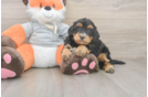 Mini Bernedoodle Pup Being Cute