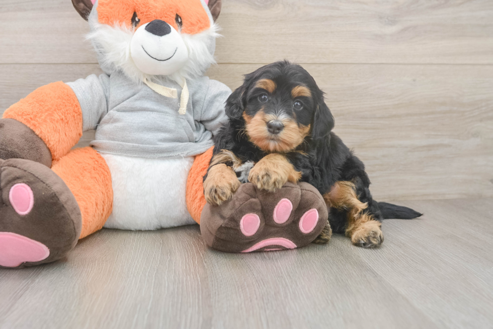 Mini Bernedoodle Pup Being Cute