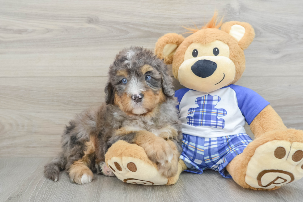 Best Mini Bernedoodle Baby