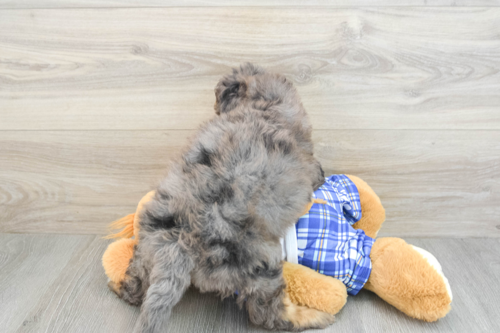 Mini Bernedoodle Pup Being Cute