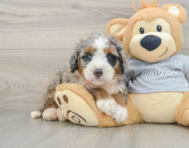 6 week old Mini Bernedoodle Puppy For Sale - Seaside Pups