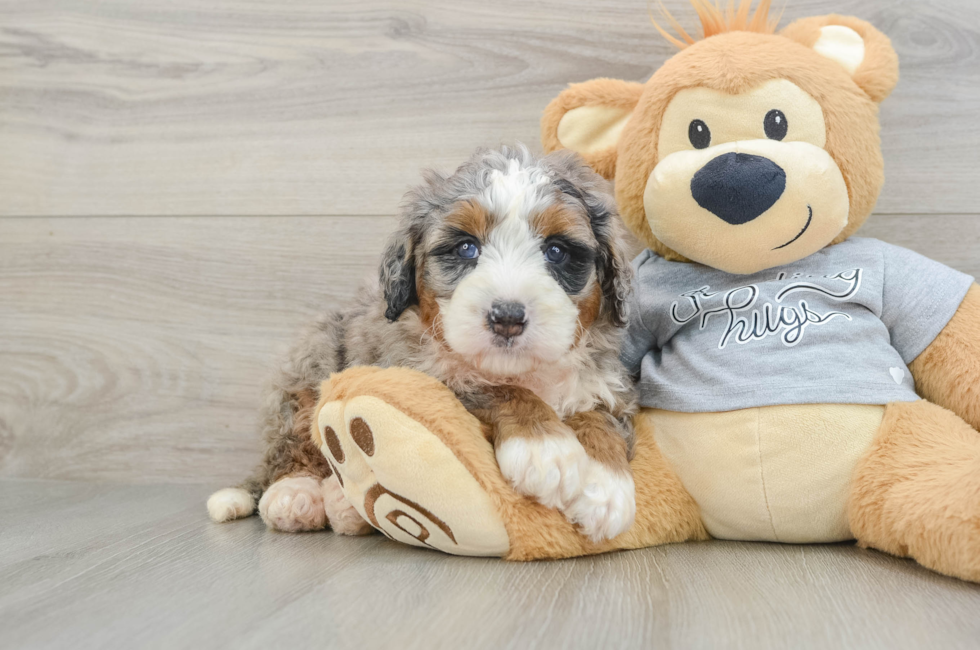 6 week old Mini Bernedoodle Puppy For Sale - Seaside Pups