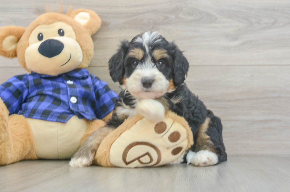 6 week old Mini Bernedoodle Puppy For Sale - Seaside Pups