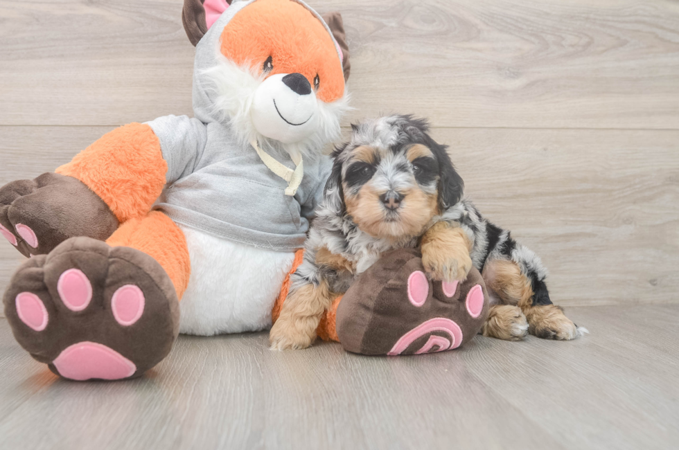 4 week old Mini Bernedoodle Puppy For Sale - Seaside Pups