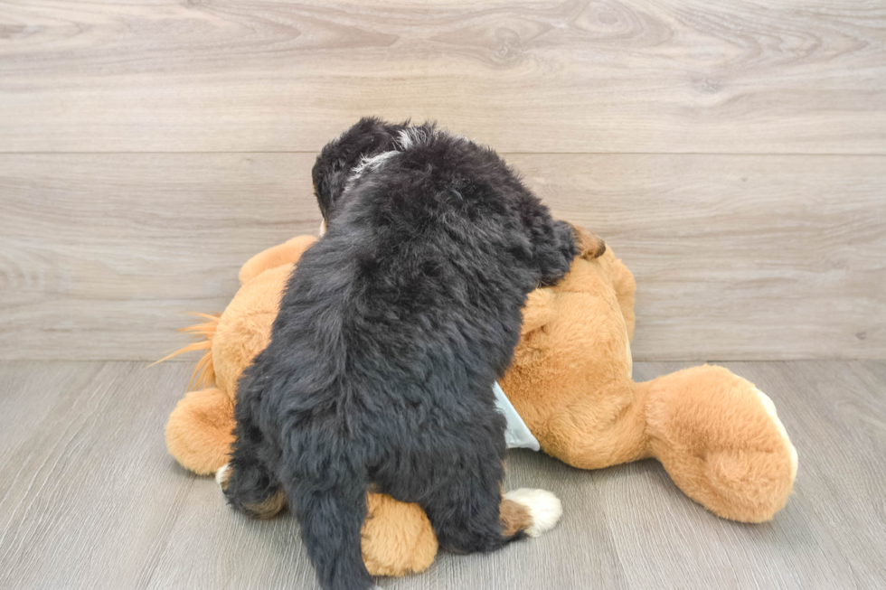 Mini Bernedoodle Puppy for Adoption