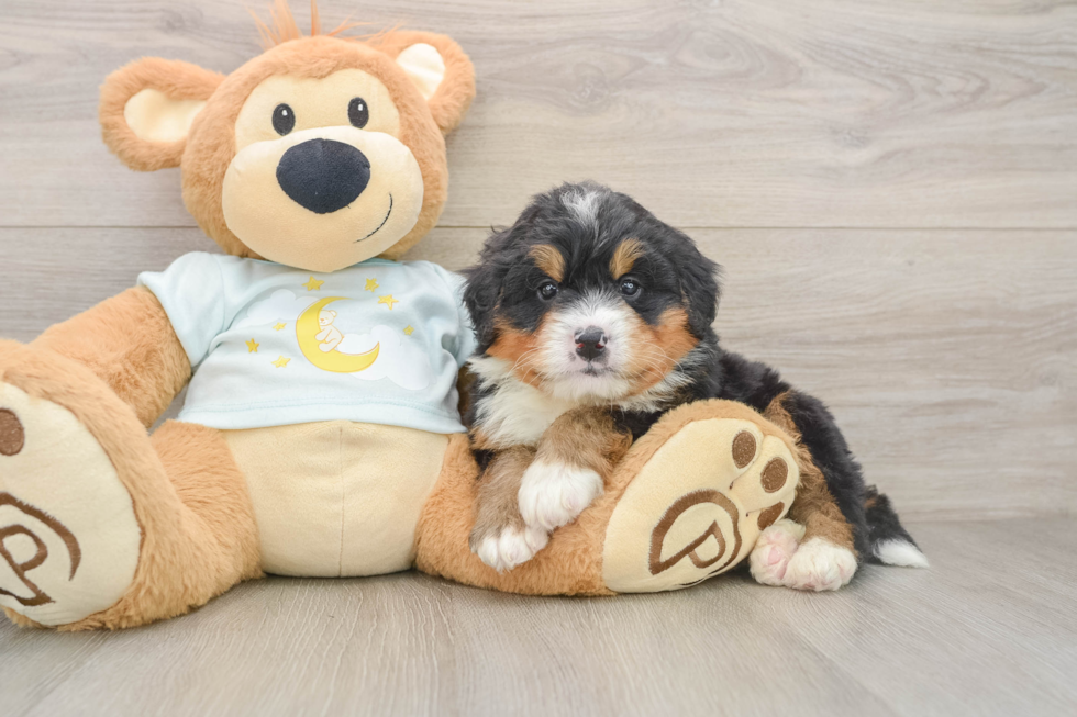 Happy Mini Bernedoodle Baby