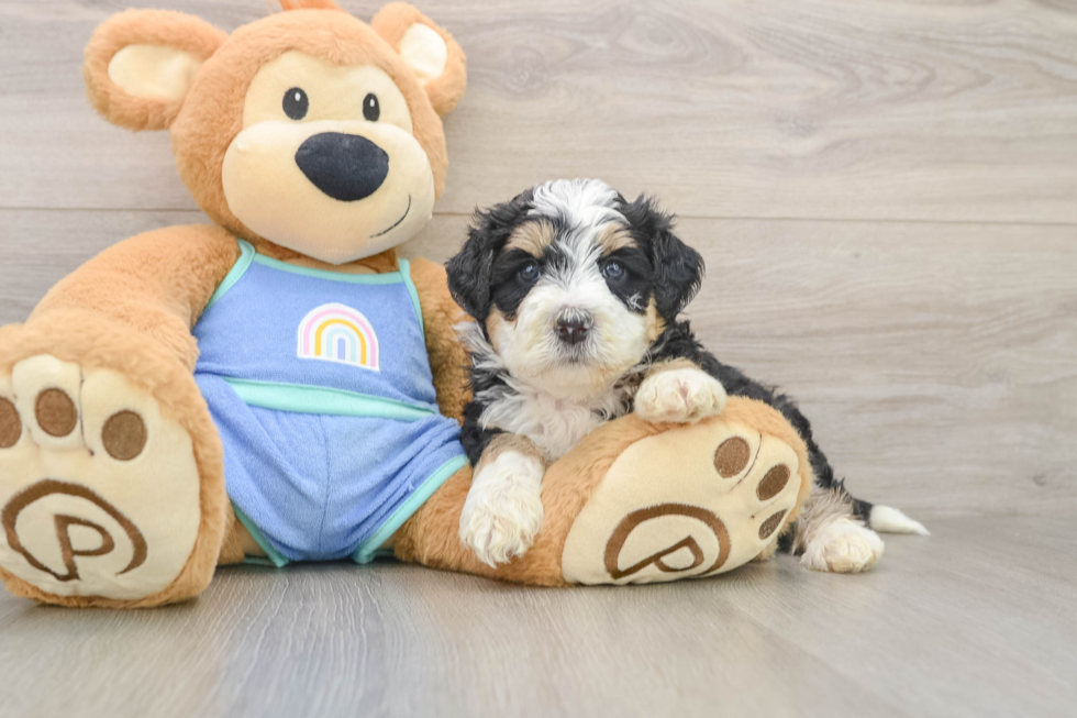 Best Mini Bernedoodle Baby