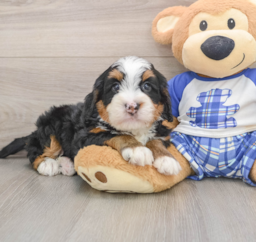 6 week old Mini Bernedoodle Puppy For Sale - Seaside Pups