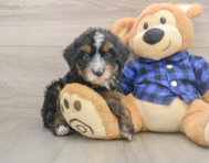 7 week old Mini Bernedoodle Puppy For Sale - Seaside Pups