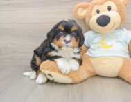 5 week old Mini Bernedoodle Puppy For Sale - Seaside Pups