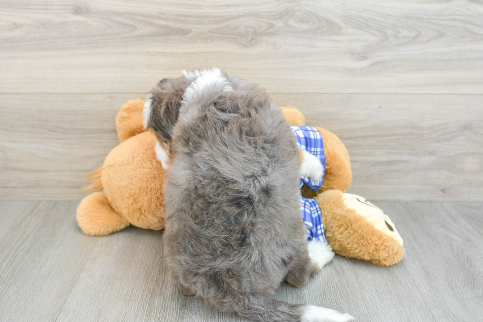 Mini Bernedoodle Pup Being Cute