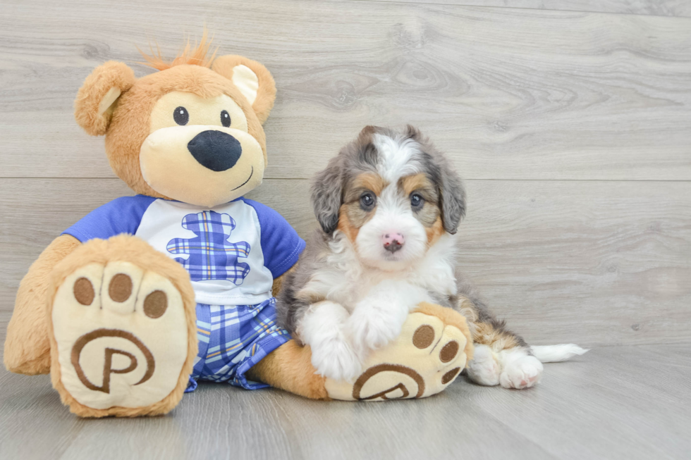 Mini Bernedoodle Pup Being Cute