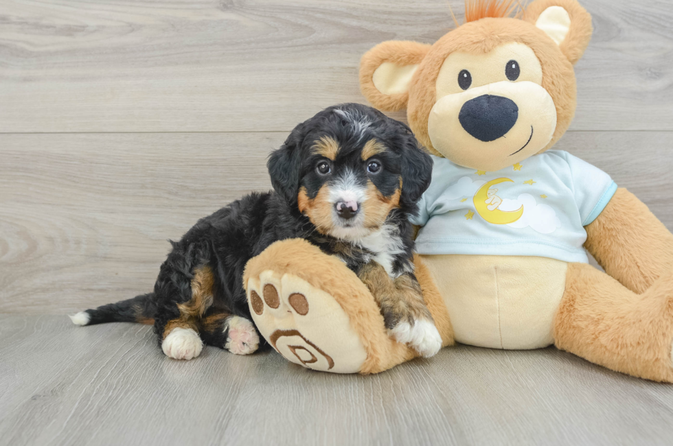 6 week old Mini Bernedoodle Puppy For Sale - Seaside Pups