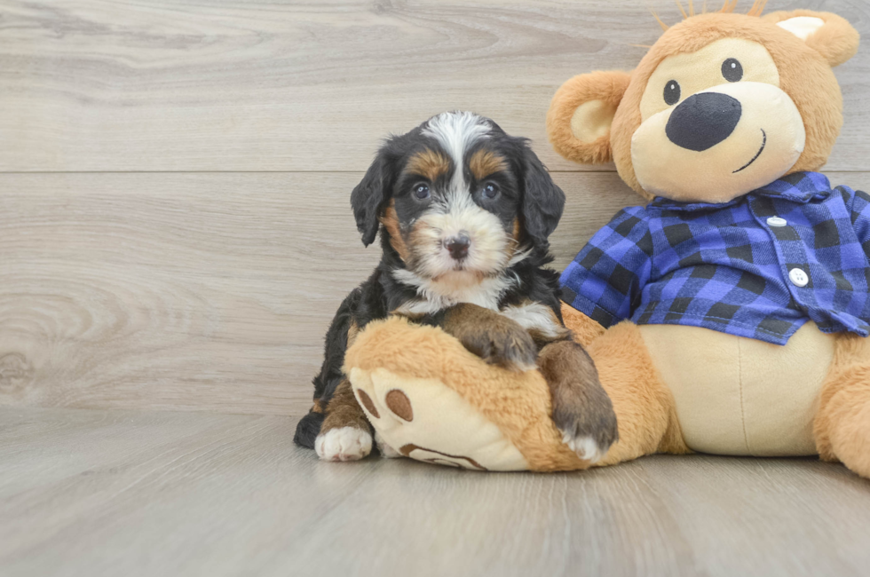 6 week old Mini Bernedoodle Puppy For Sale - Seaside Pups