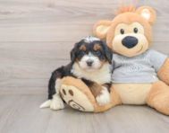 5 week old Mini Bernedoodle Puppy For Sale - Seaside Pups
