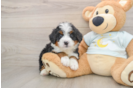 Sweet Mini Bernedoodle Baby