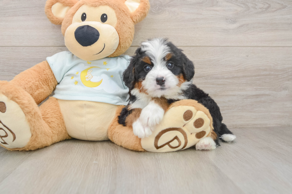 Hypoallergenic Mini Berniedoodle Poodle Mix Puppy