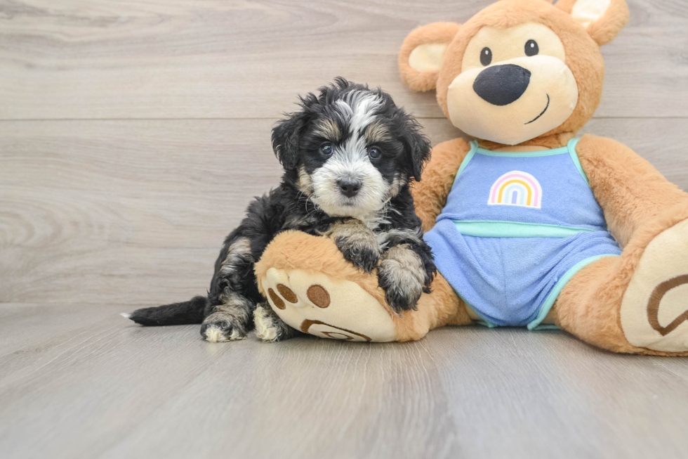 Funny Mini Bernedoodle Poodle Mix Pup