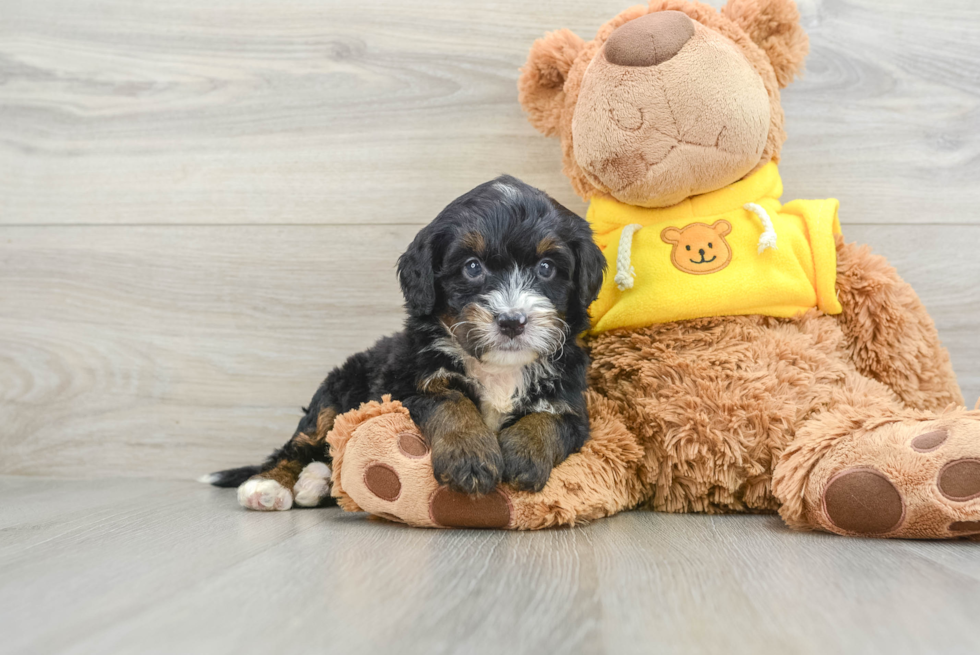 Adorable Mini Bernesedoodle Poodle Mix Puppy