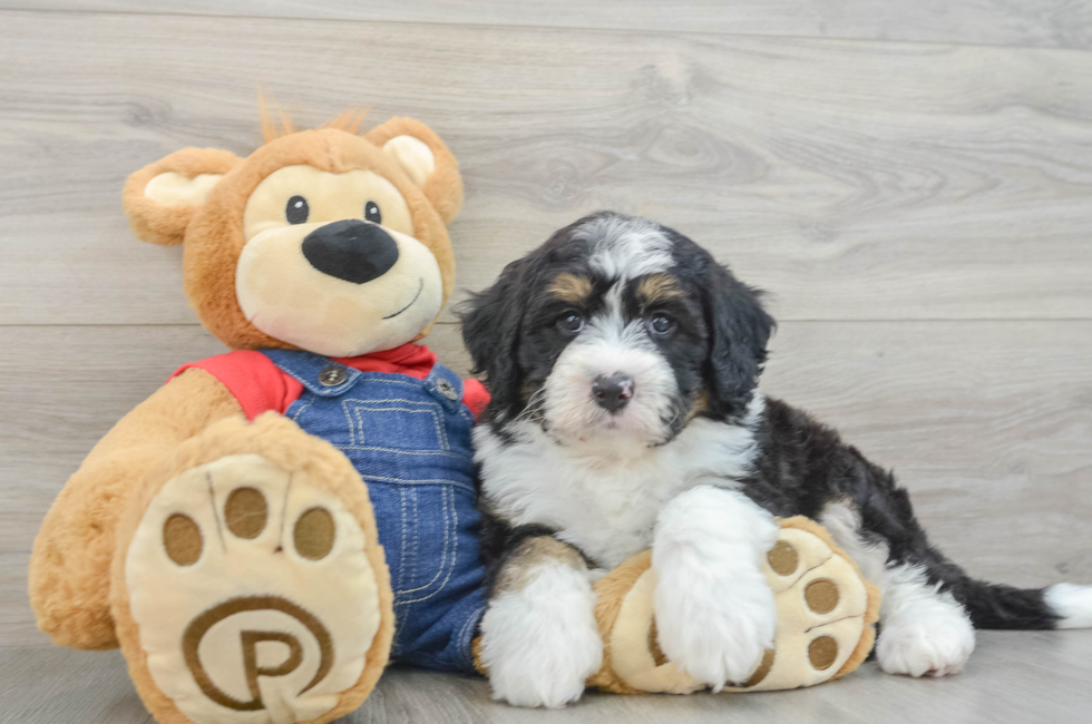 7 week old Mini Bernedoodle Puppy For Sale - Seaside Pups