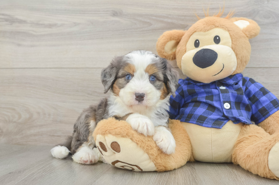 7 week old Mini Bernedoodle Puppy For Sale - Seaside Pups