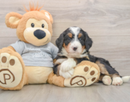 5 week old Mini Bernedoodle Puppy For Sale - Seaside Pups