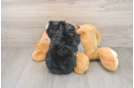 Energetic Mini Bernepoo Poodle Mix Puppy
